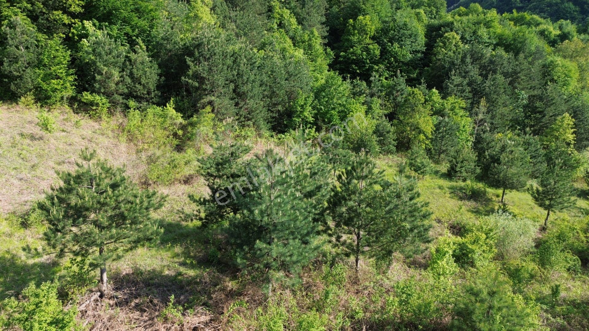 Bursa Kestel Lütfiye Mah. Satılık Tek Tapulu Uygun Tarla - Görsel 9