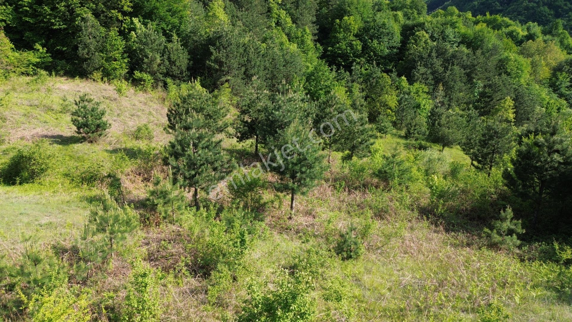 Bursa Kestel Lütfiye Mah. Satılık Tek Tapulu Uygun Tarla - Görsel 7