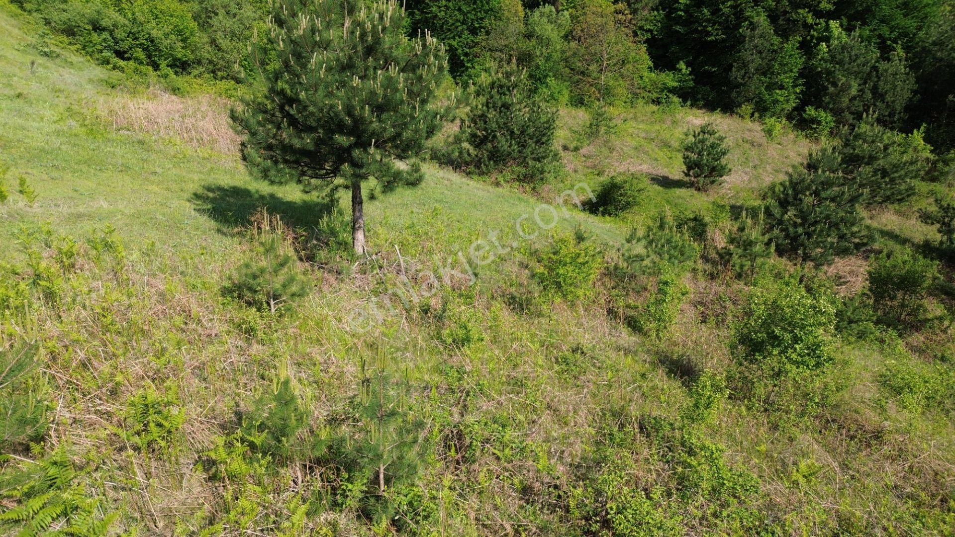 Bursa Kestel Lütfiye Mah. Satılık Tek Tapulu Uygun Tarla - Görsel 6