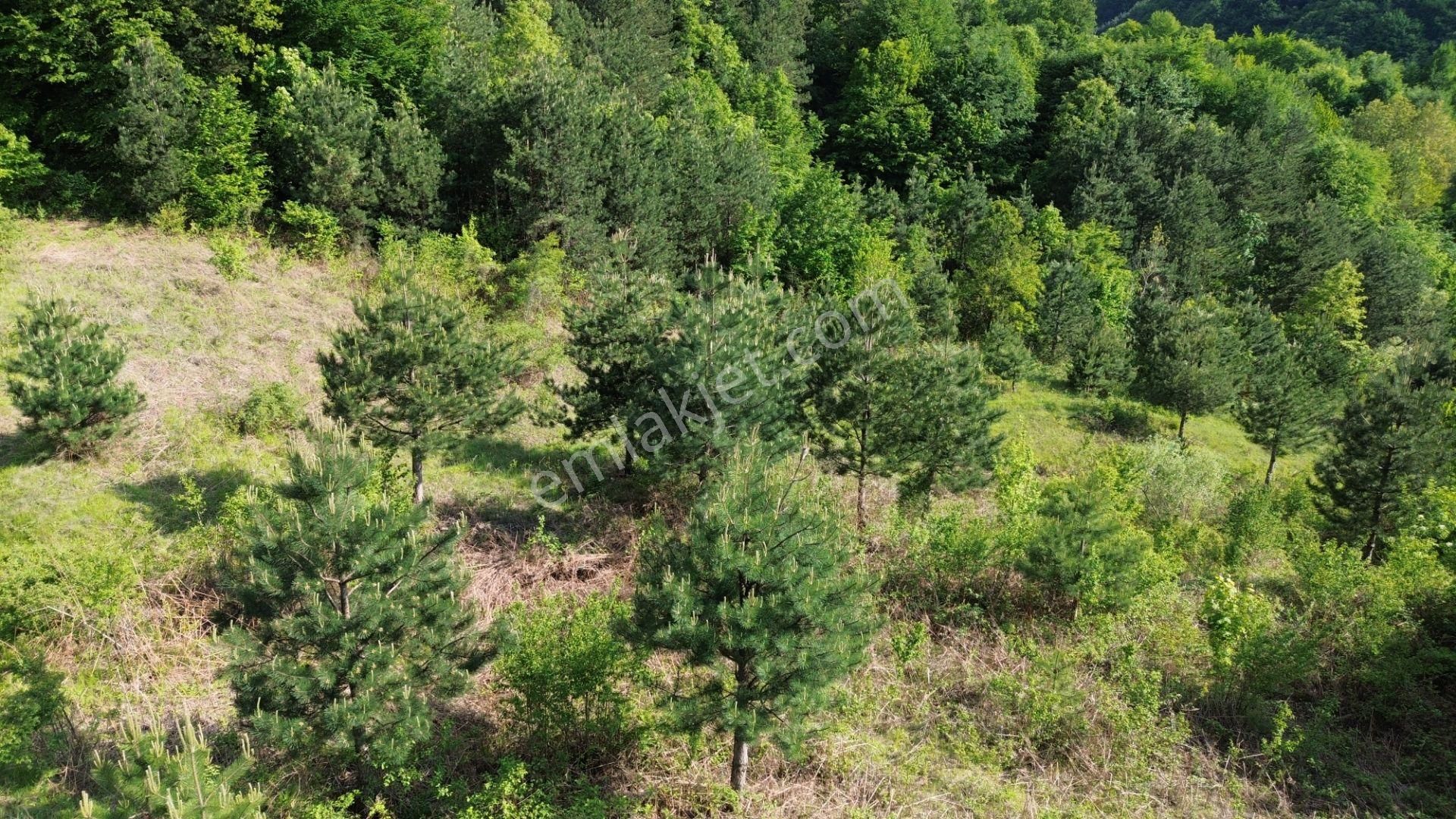 Bursa Kestel Lütfiye Mah. Satılık Tek Tapulu Uygun Tarla - Görsel 8