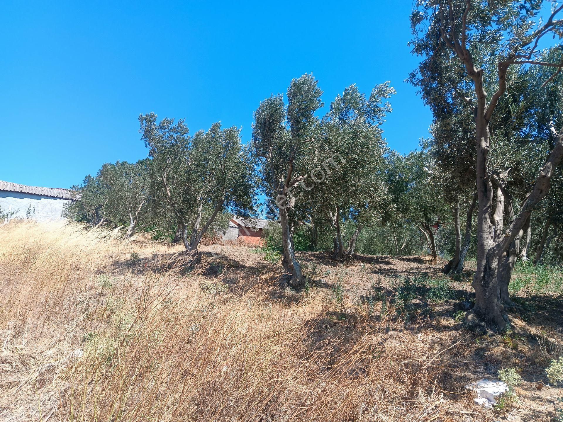 Bursa Karacabey Hayırlar Mhde Villalık Satılık Arsa - Görsel 23