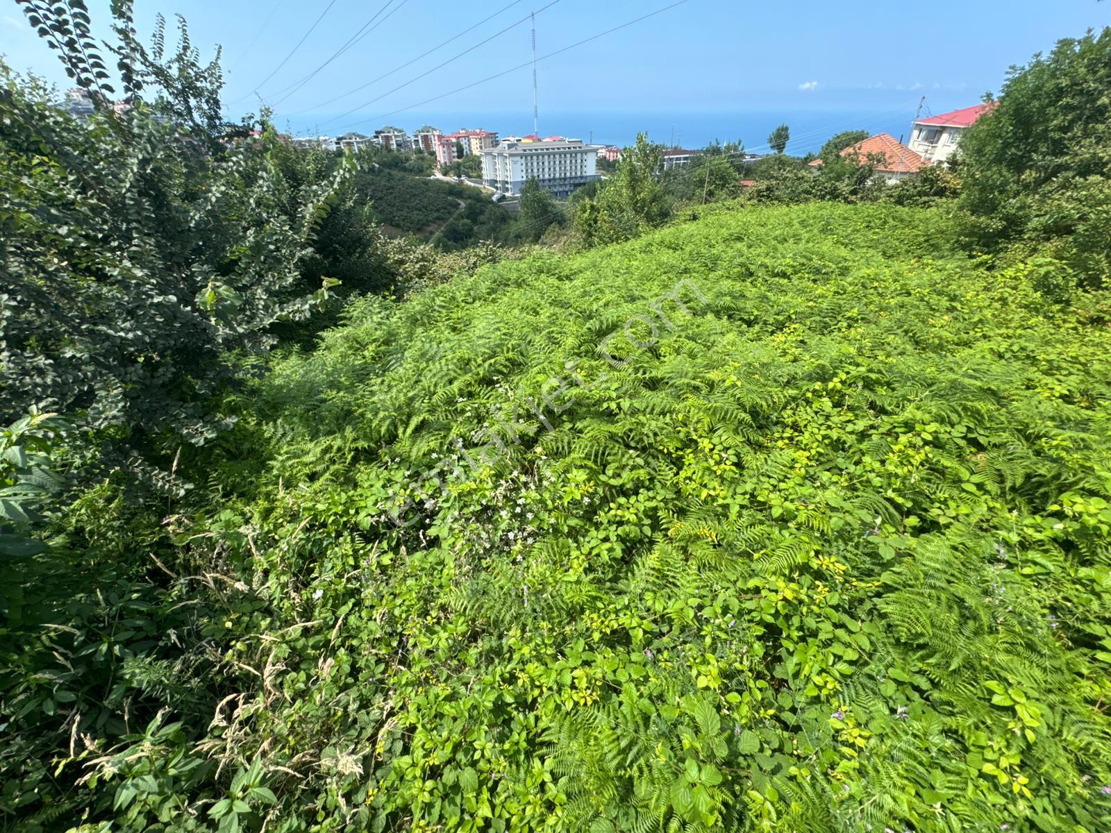 Trabzon'da Satılık 3 Villalık Arsa - Görsel 12