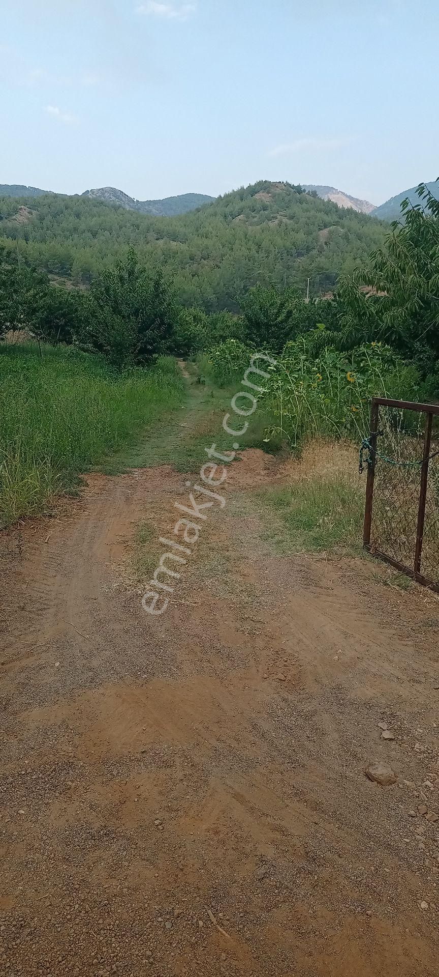 Muğla Dalaman Gürleyik Satılık Müstakil Kiraz Bahçesi Ve Ev - Görsel 17