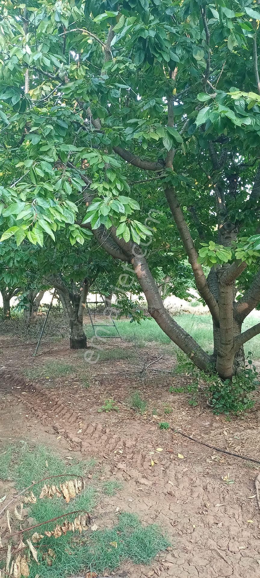 Muğla Dalaman Gürleyik Satılık Müstakil Kiraz Bahçesi Ve Ev - Görsel 27