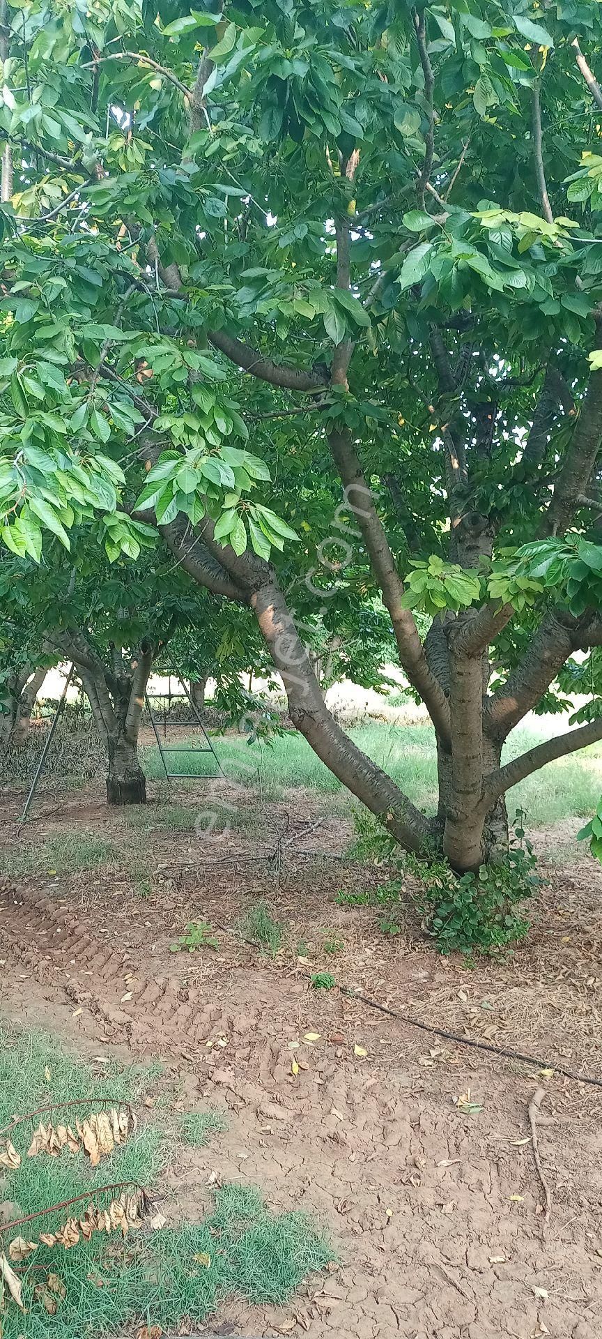 Muğla Dalaman Gürleyik Satılık Müstakil Kiraz Bahçesi Ve Ev - Görsel 26