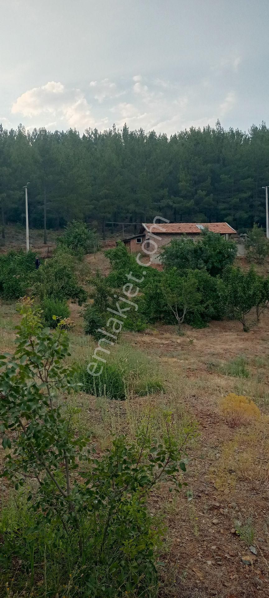Muğla Dalaman Gürleyik Satılık Müstakil Kiraz Bahçesi Ve Ev - Görsel 9