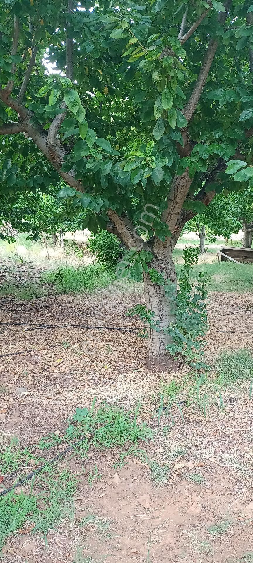 Muğla Dalaman Gürleyik Satılık Müstakil Kiraz Bahçesi Ve Ev - Görsel 28