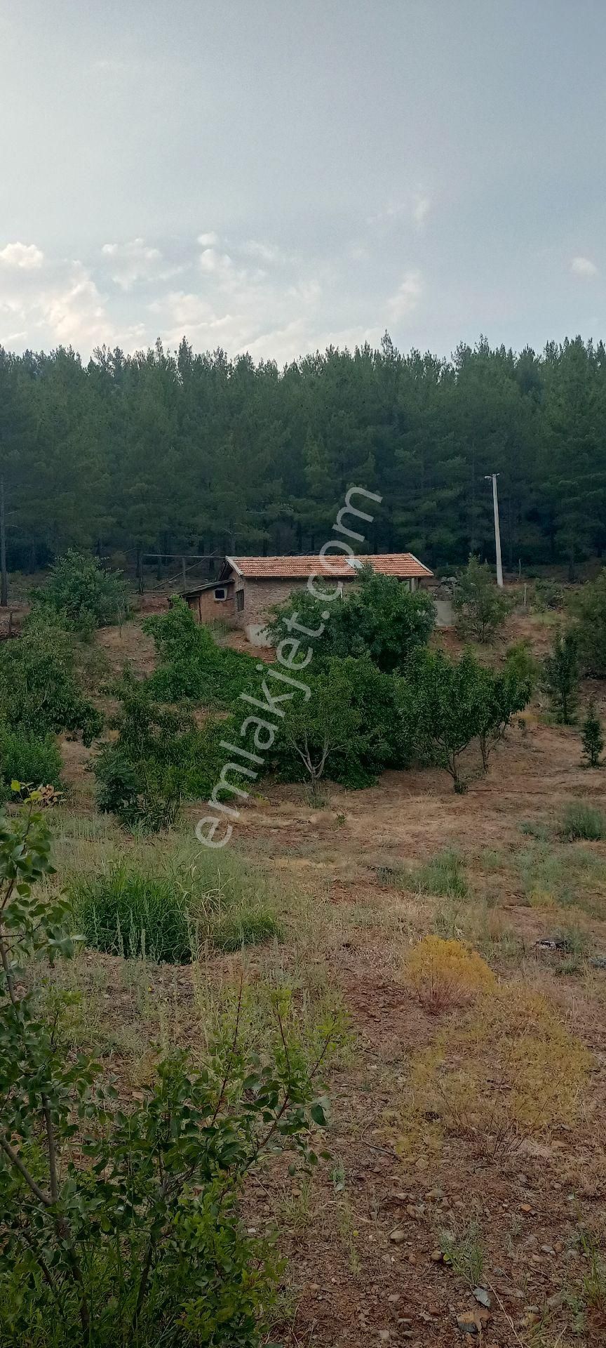 Muğla Dalaman Gürleyik Satılık Müstakil Kiraz Bahçesi Ve Ev - Görsel 10