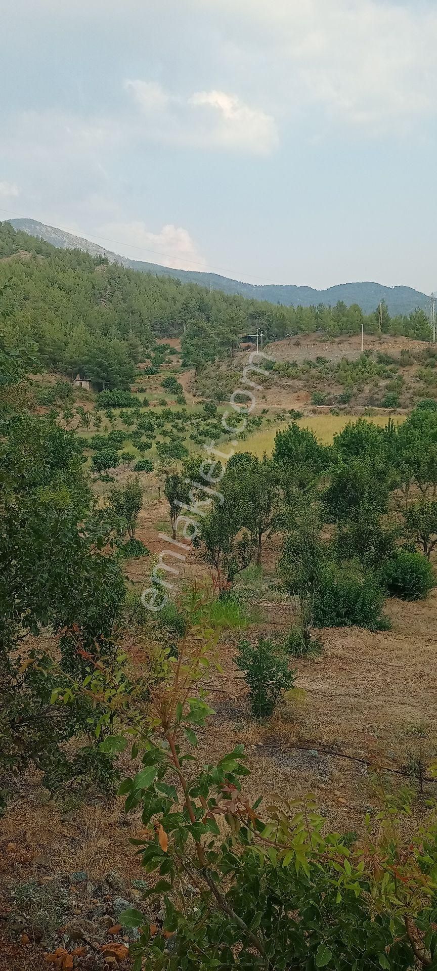 Muğla Dalaman Gürleyik Satılık Müstakil Kiraz Bahçesi Ve Ev - Görsel 3