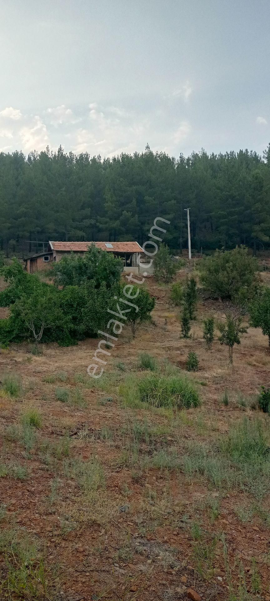 Muğla Dalaman Gürleyik Satılık Müstakil Kiraz Bahçesi Ve Ev - Görsel 12
