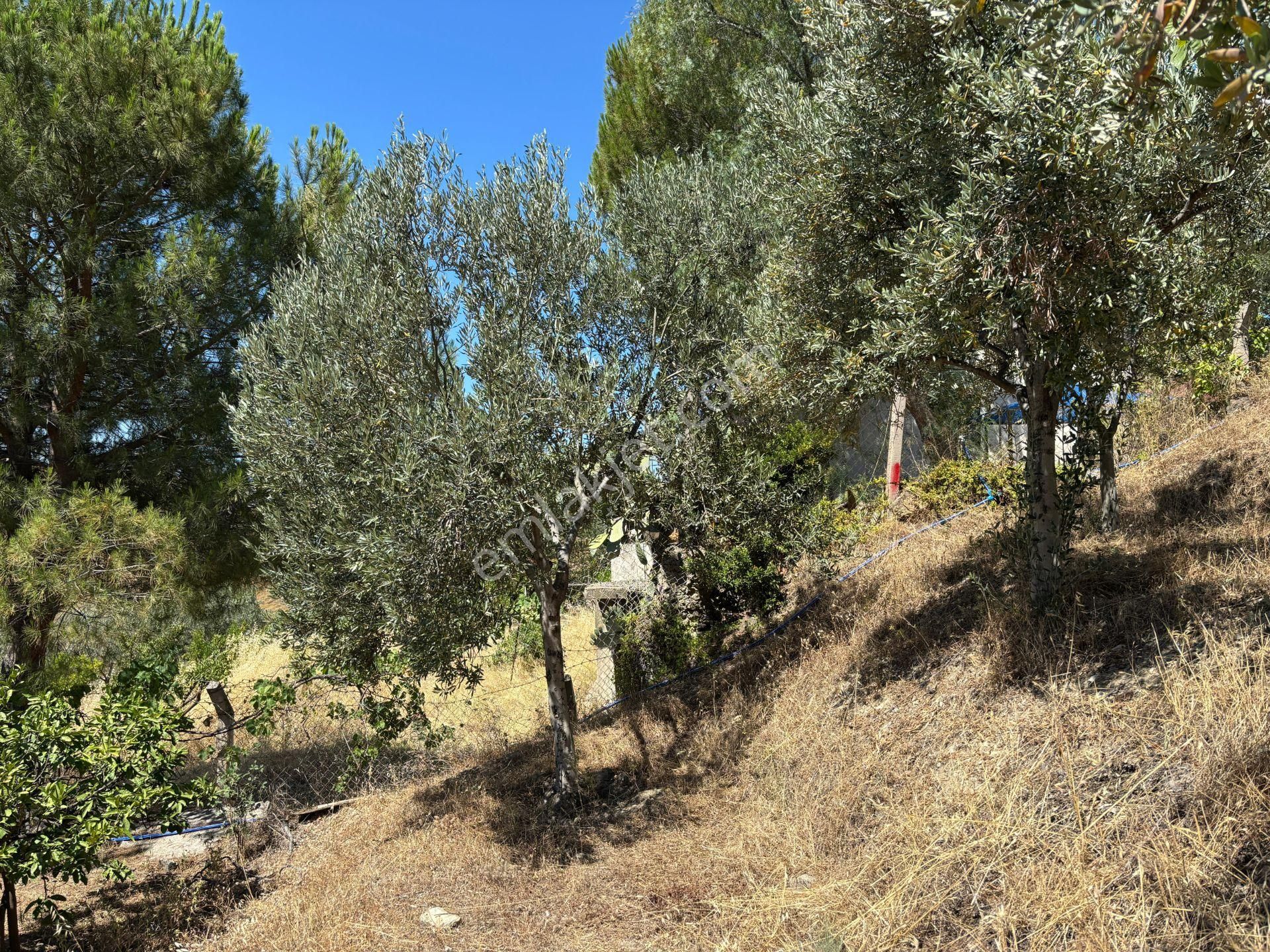 Seferihisar Bahçeköy Bölgesinde Yatırımlık Villa İmarlı Arsa! - Görsel 3