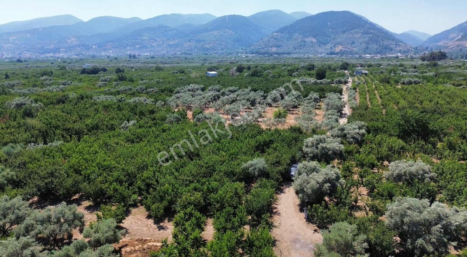 Kemalpaşa Yiğitler'de 2190m2 Tek Tapu Kelepir Kirazlık !! - Görsel 3