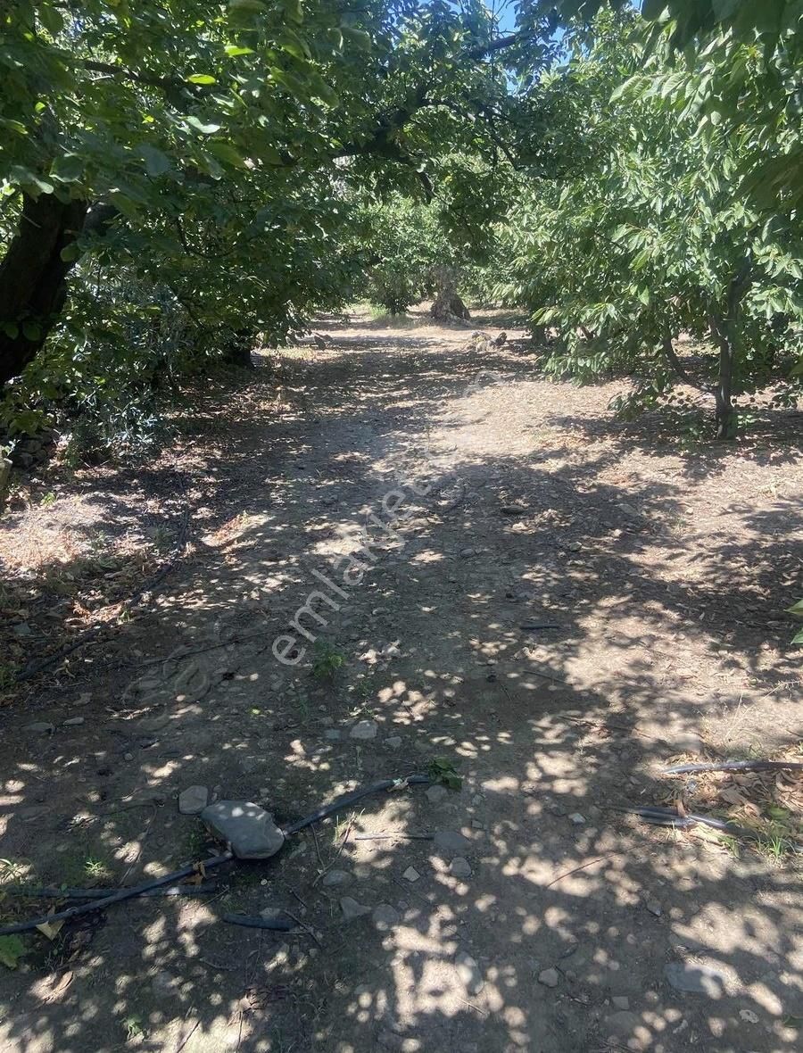 Kemalpaşa Yiğitler'de 2190m2 Tek Tapu Kelepir Kirazlık !! - Görsel 9