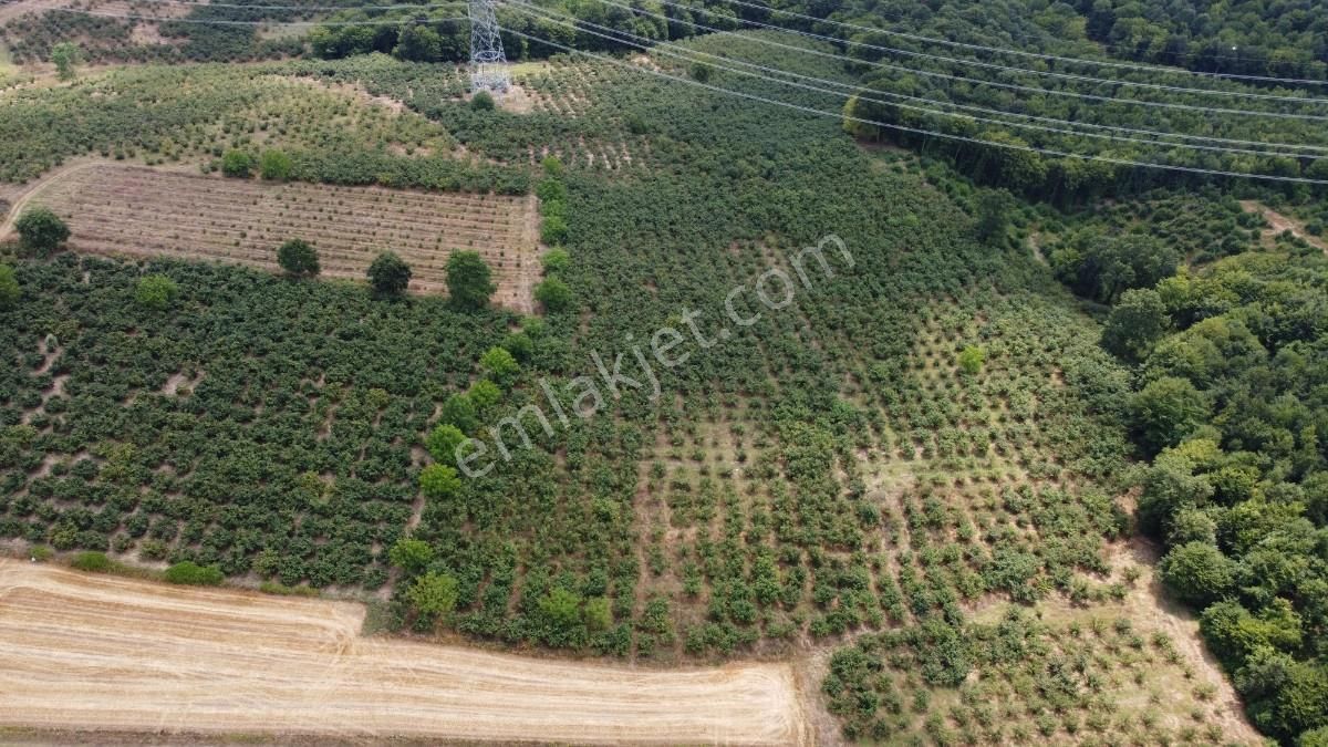 Sakarya Kaynarca Karamanlarda 11902 M2 Satılık Fındık Bahçesi - Görsel 13