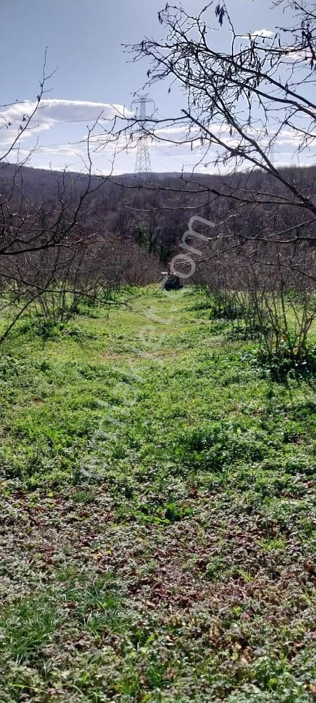 Sakarya Kaynarca Karamanlarda 11902 M2 Satılık Fındık Bahçesi - Görsel 28