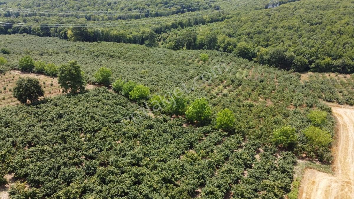 Sakarya Kaynarca Karamanlarda 11902 M2 Satılık Fındık Bahçesi - Görsel 7