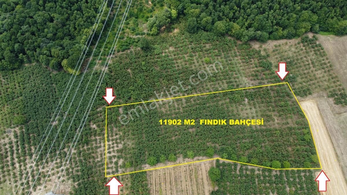 Sakarya Kaynarca Karamanlarda 11902 M2 Satılık Fındık Bahçesi - Görsel 3