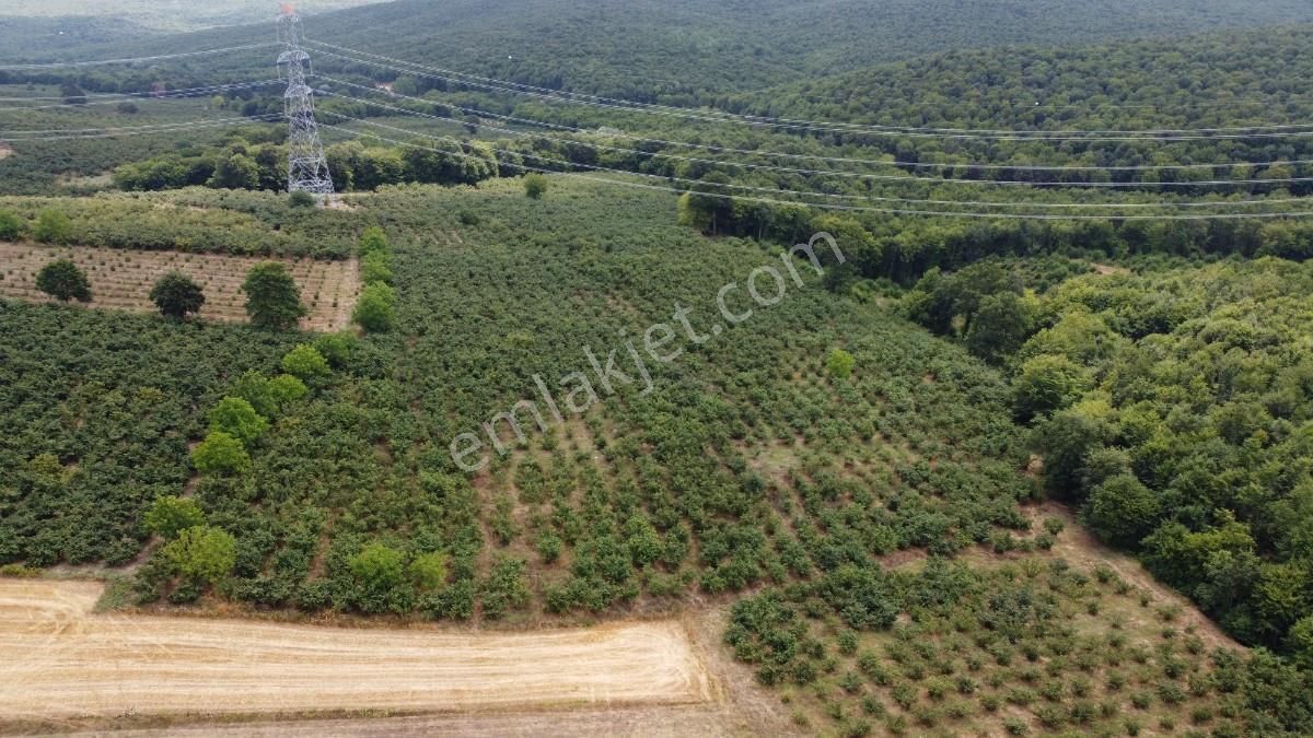 Sakarya Kaynarca Karamanlarda 11902 M2 Satılık Fındık Bahçesi - Görsel 15