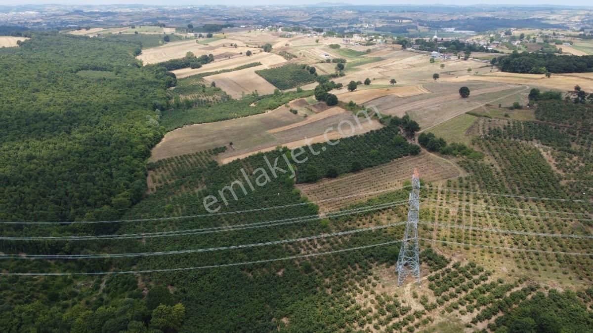 Sakarya Kaynarca Karamanlarda 11902 M2 Satılık Fındık Bahçesi - Görsel 16