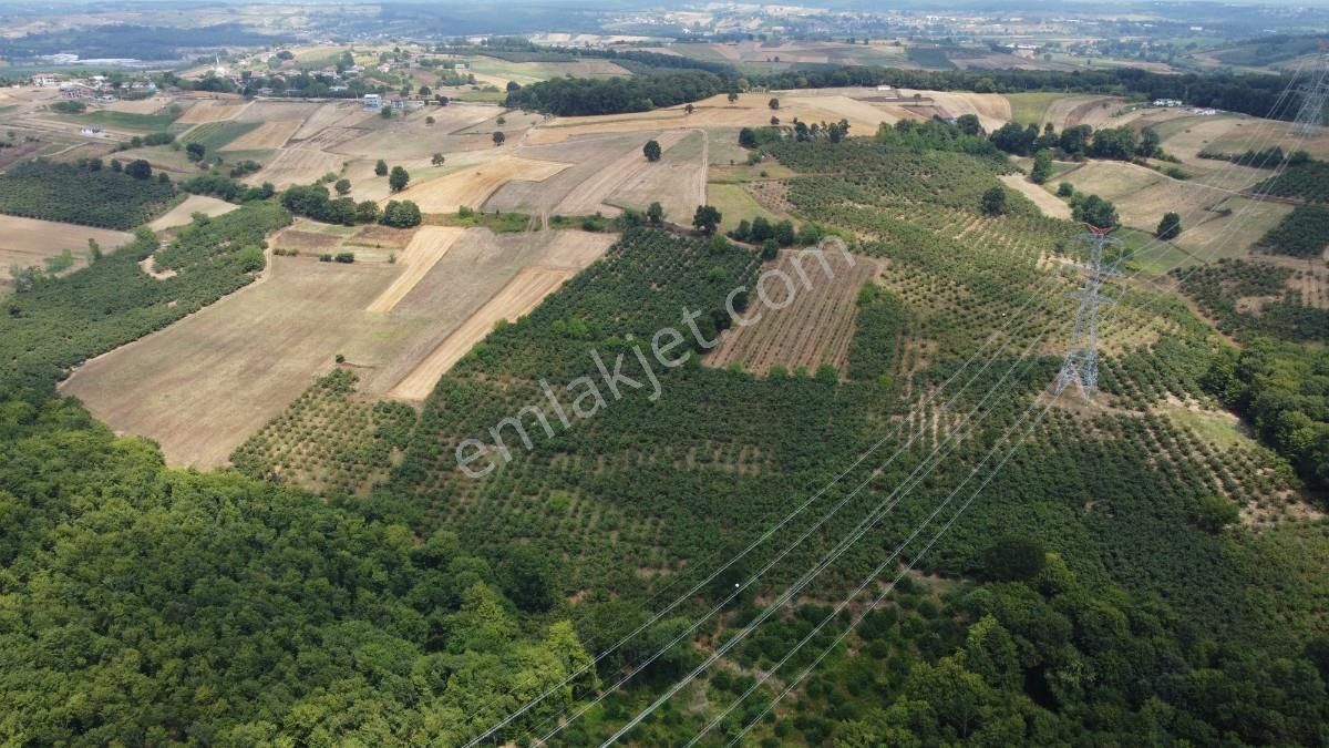 Sakarya Kaynarca Karamanlarda 11902 M2 Satılık Fındık Bahçesi - Görsel 22