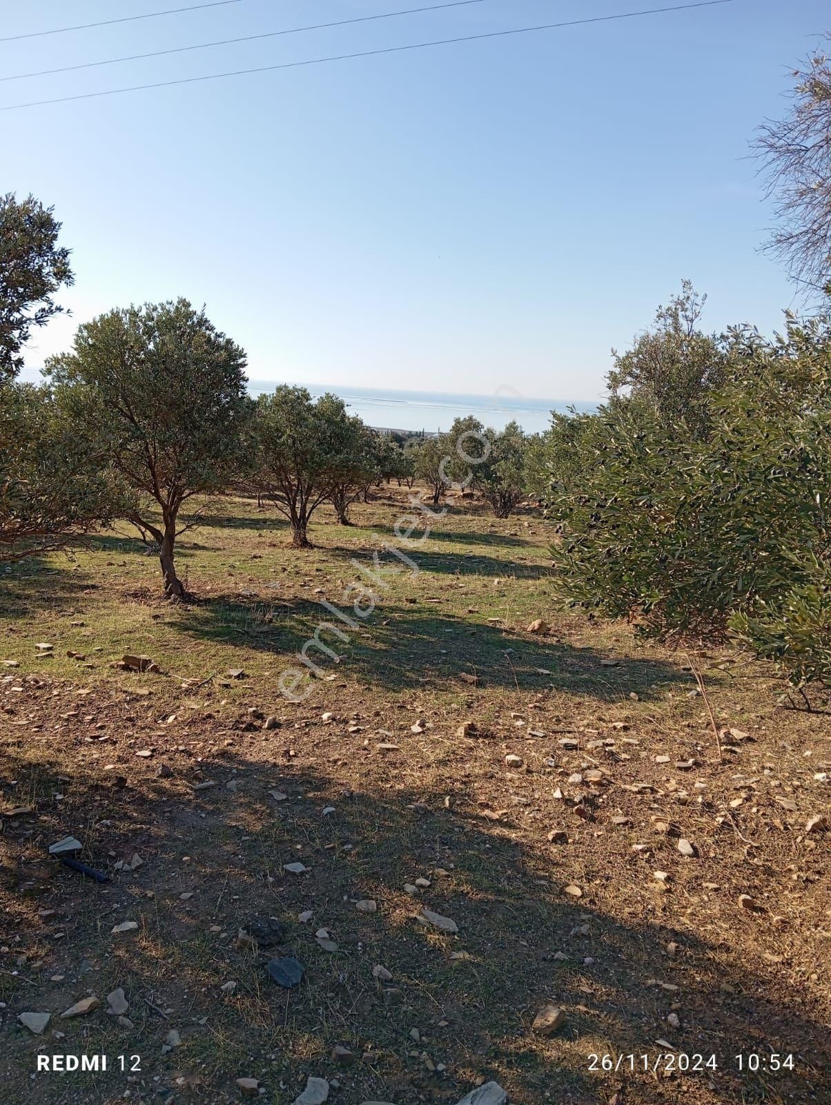 Söke Doganbeyde Satılık Zeytinlik