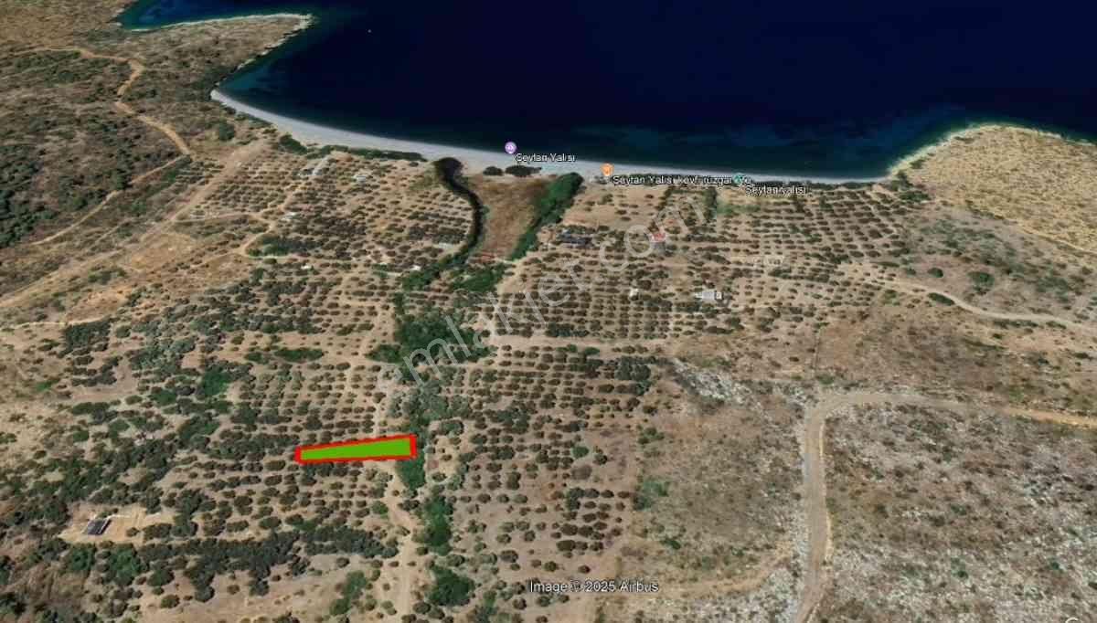 Mazı Yalısı Denıze 350 Metre Mesafede Zeytınlı Tarla