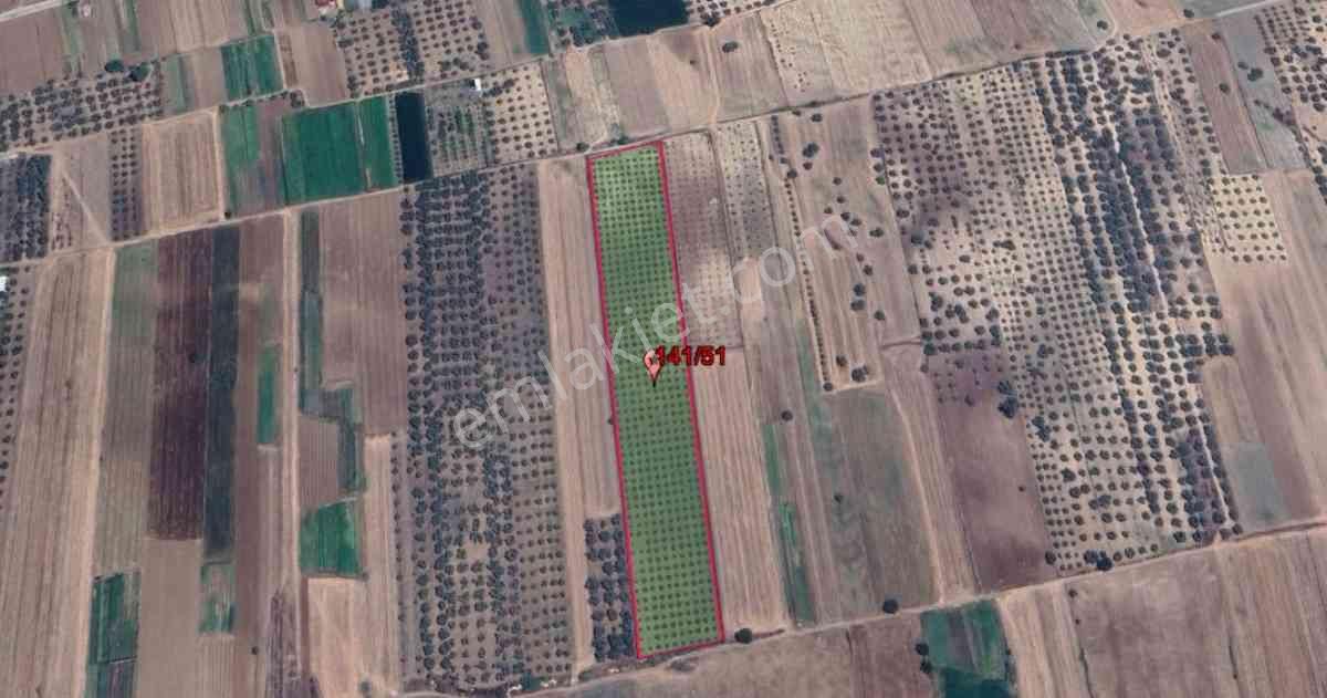 Mılas Ağaçlıhöyükte Satılık 20 Dönüm Tarla
