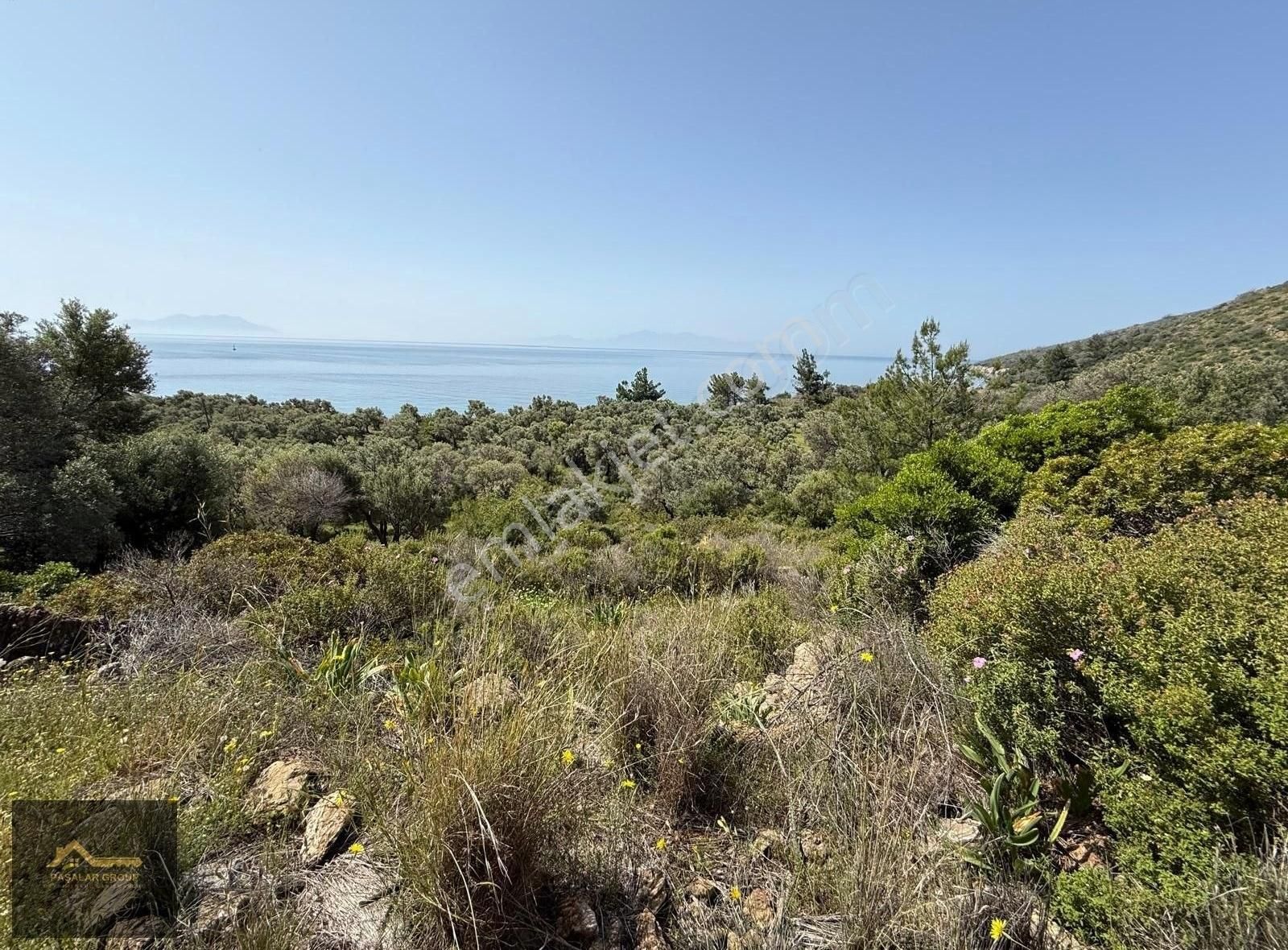 Bodrum Mazı Da Denize Sıfır 6.096 M² Zeytinlik Tarla - Görsel 5