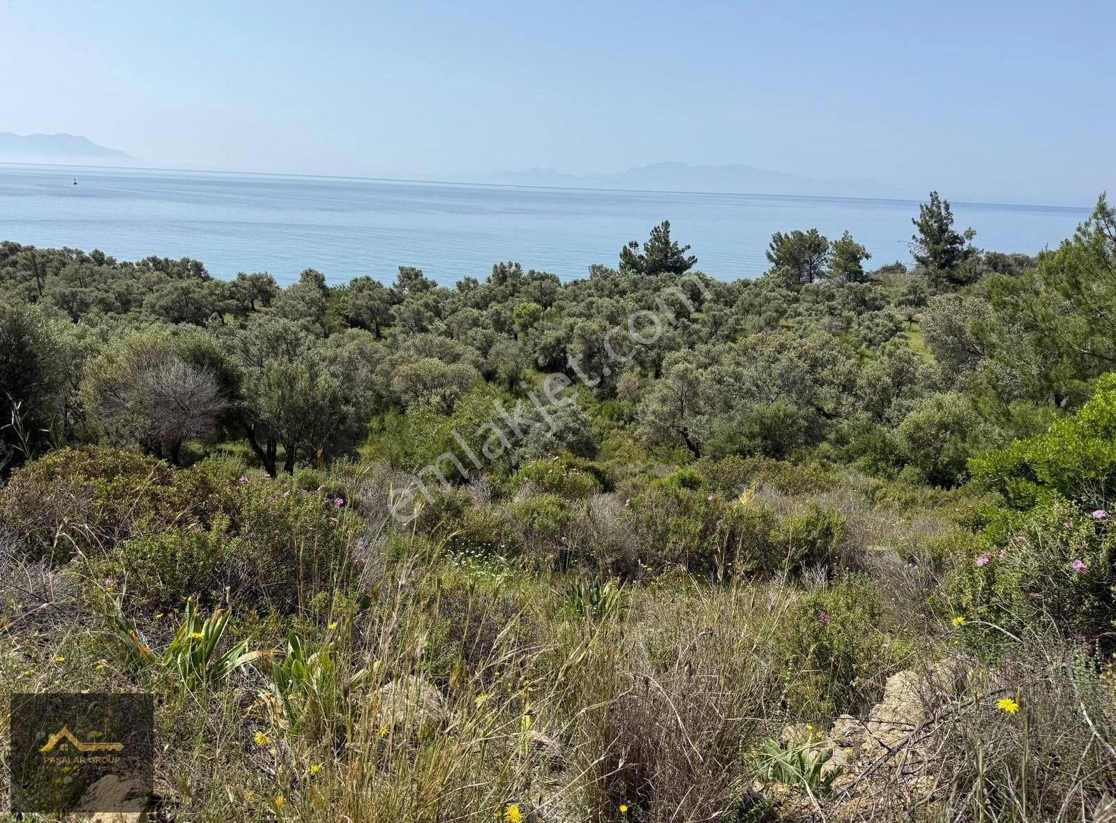Bodrum Mazı Da Denize Sıfır 6.096 M² Zeytinlik Tarla - Görsel 4