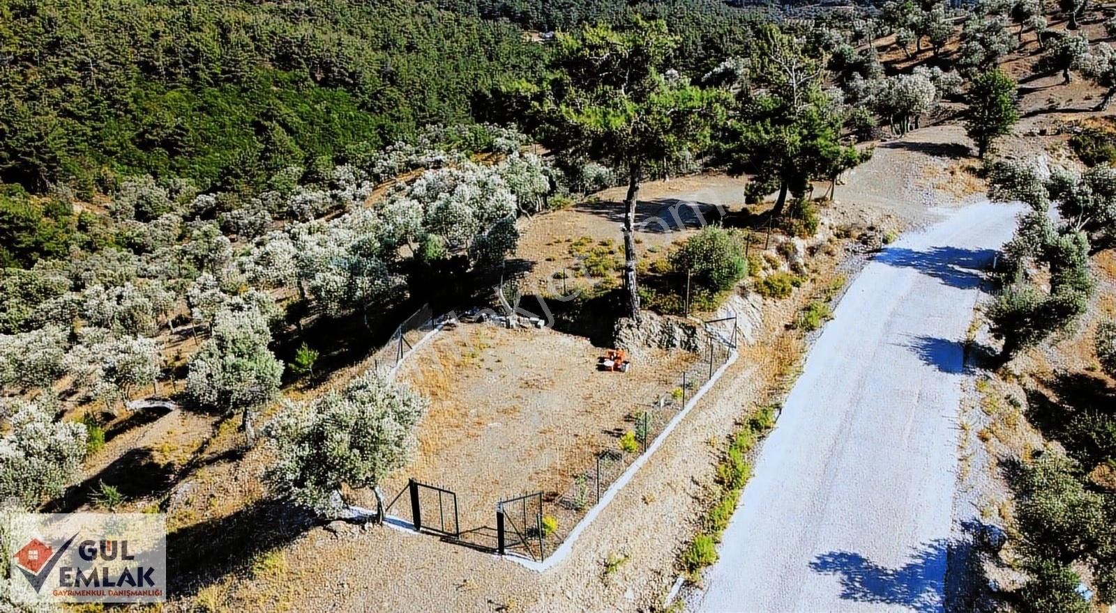 Asfalt Yol Cepheli Temiz Bakımlı Tiny House İçin Uygun Zeytinlik