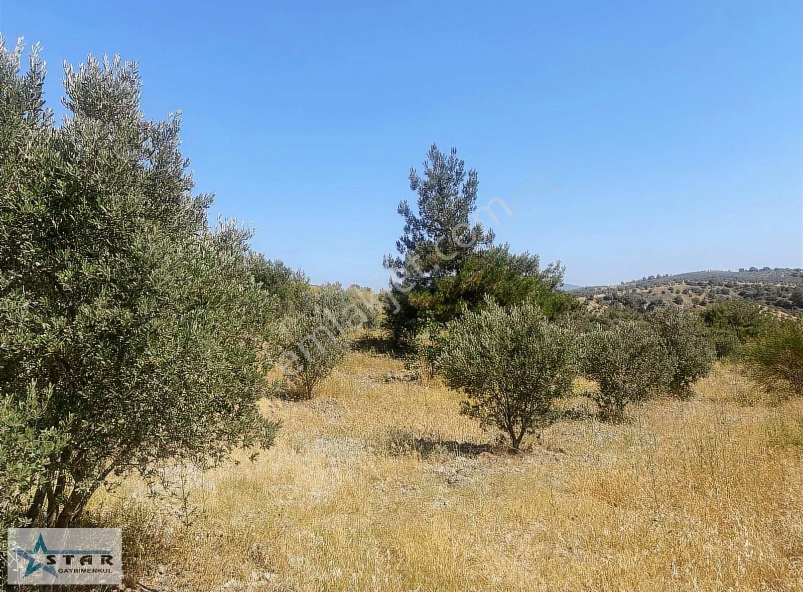Manisa Saruhanlı Hacımusa Mahallesi'nde Satılık Zeytinlik/tarla