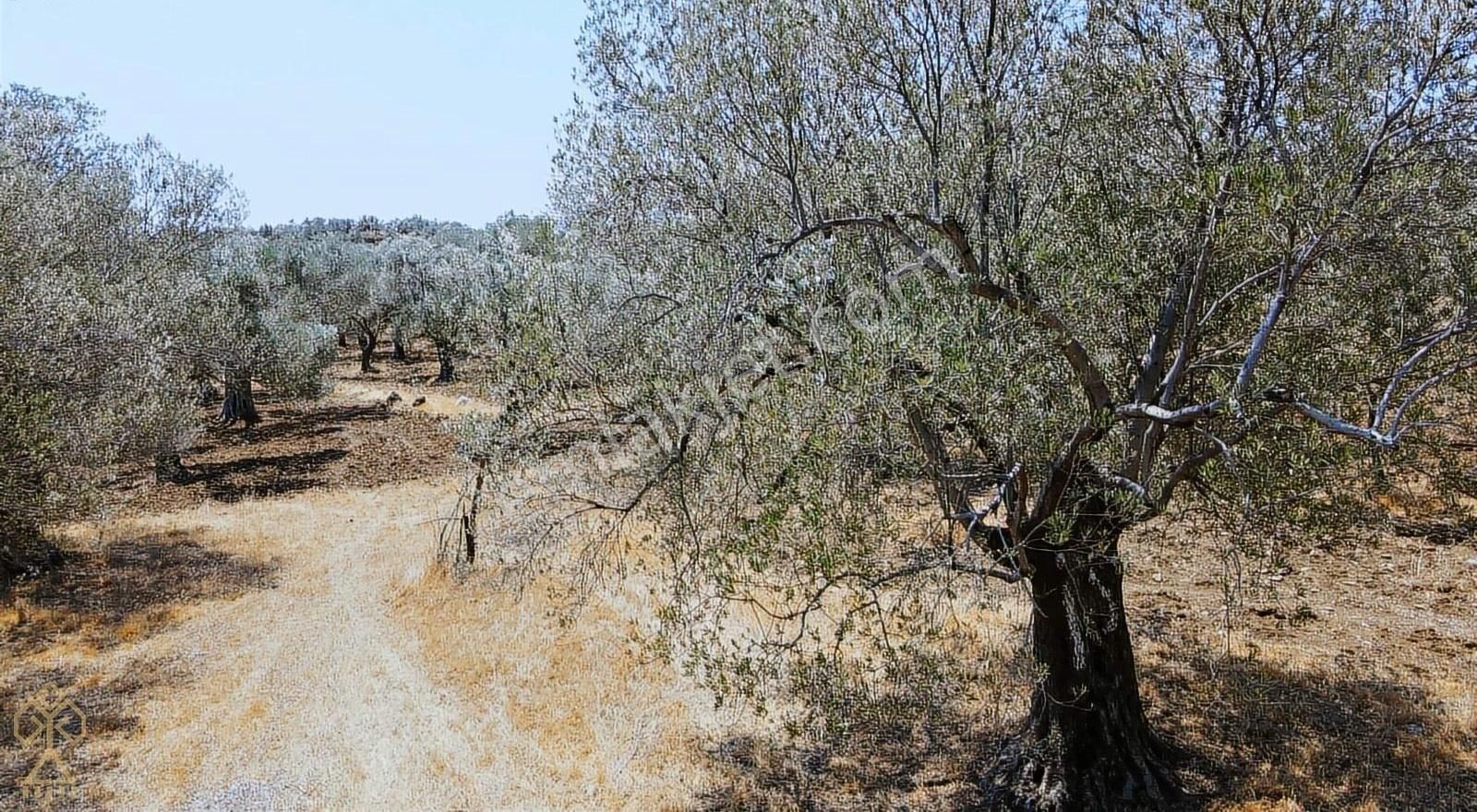 Tepeoba'da Uygun Fiyatlı Yatırımlık Zeytinlik - Görsel 30