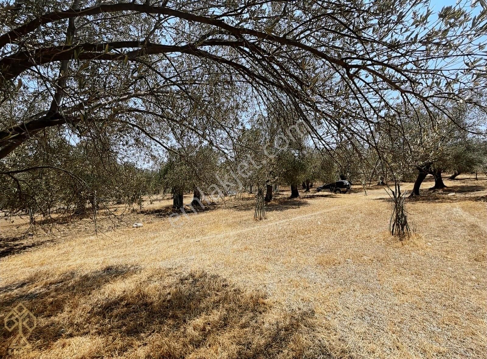 Tepeoba'da Uygun Fiyatlı Yatırımlık Zeytinlik - Görsel 26