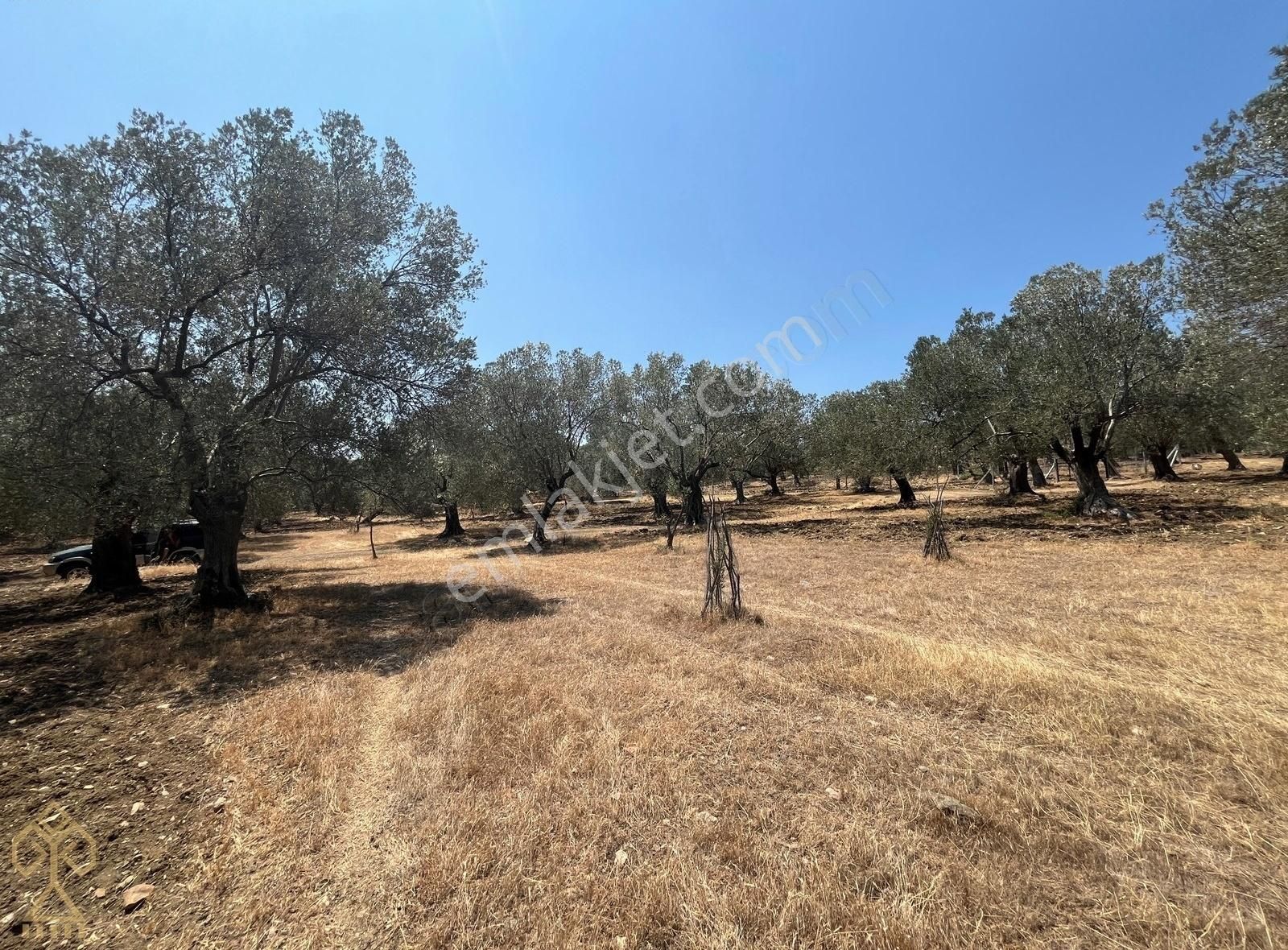 Tepeoba'da Uygun Fiyatlı Yatırımlık Zeytinlik - Görsel 19