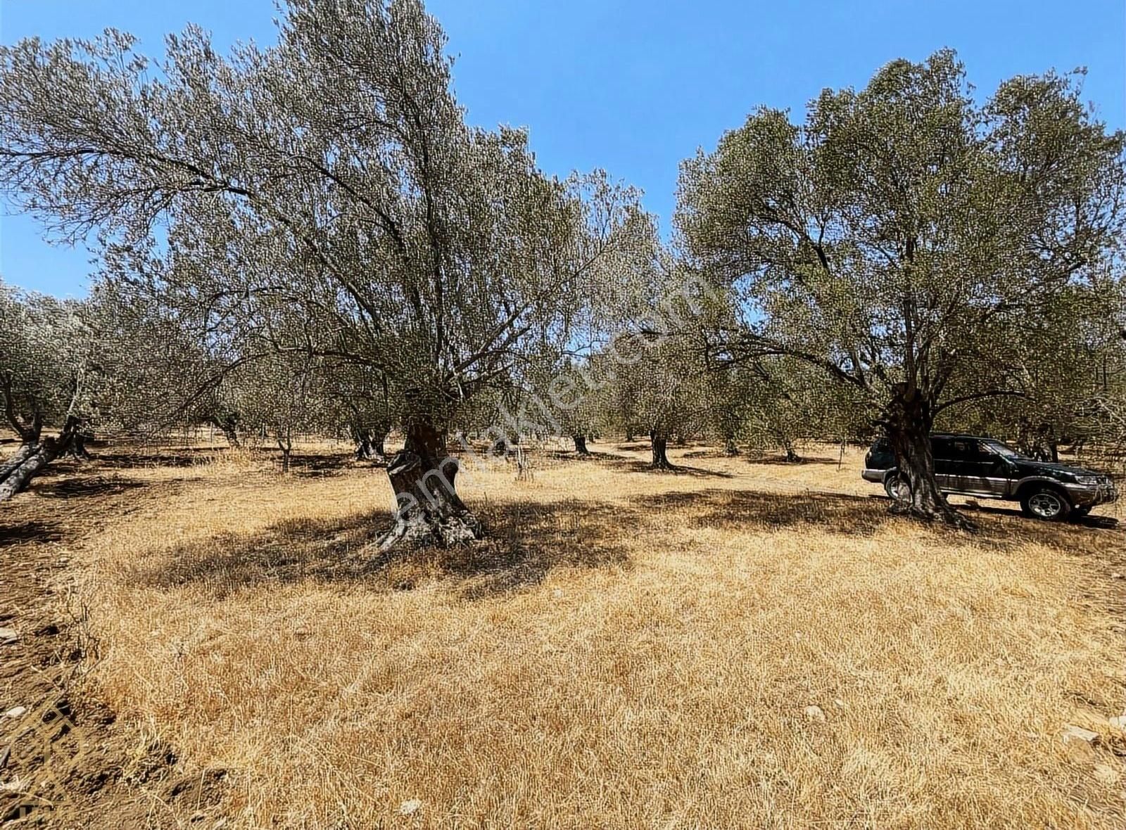 Tepeoba'da Uygun Fiyatlı Yatırımlık Zeytinlik - Görsel 12