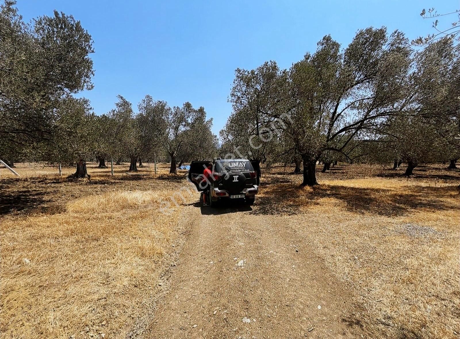 Tepeoba'da Uygun Fiyatlı Yatırımlık Zeytinlik - Görsel 28