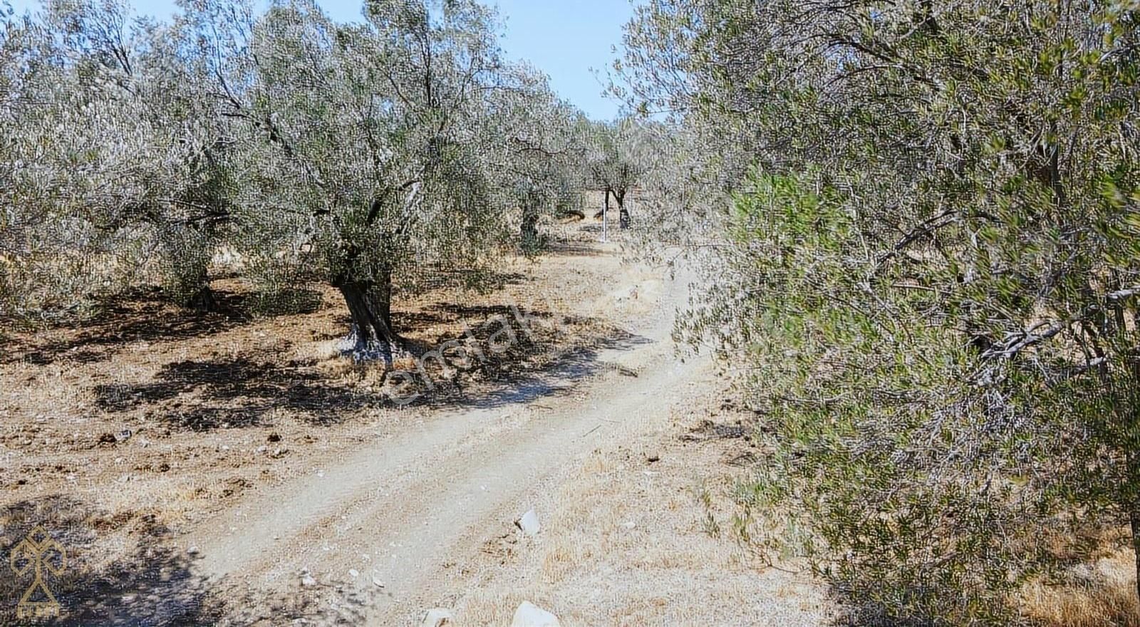 Tepeoba'da Uygun Fiyatlı Yatırımlık Zeytinlik - Görsel 20