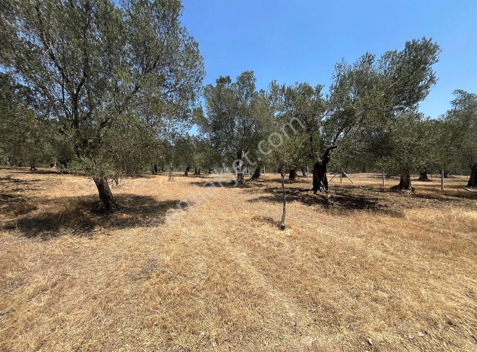 Tepeoba'da Uygun Fiyatlı Yatırımlık Zeytinlik - Görsel 4