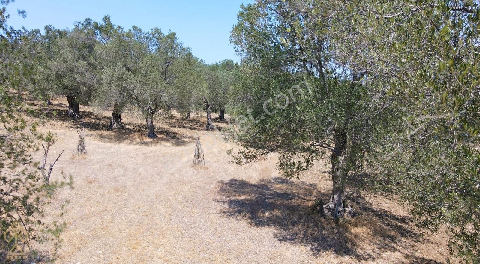 Tepeoba'da Uygun Fiyatlı Yatırımlık Zeytinlik - Görsel 27