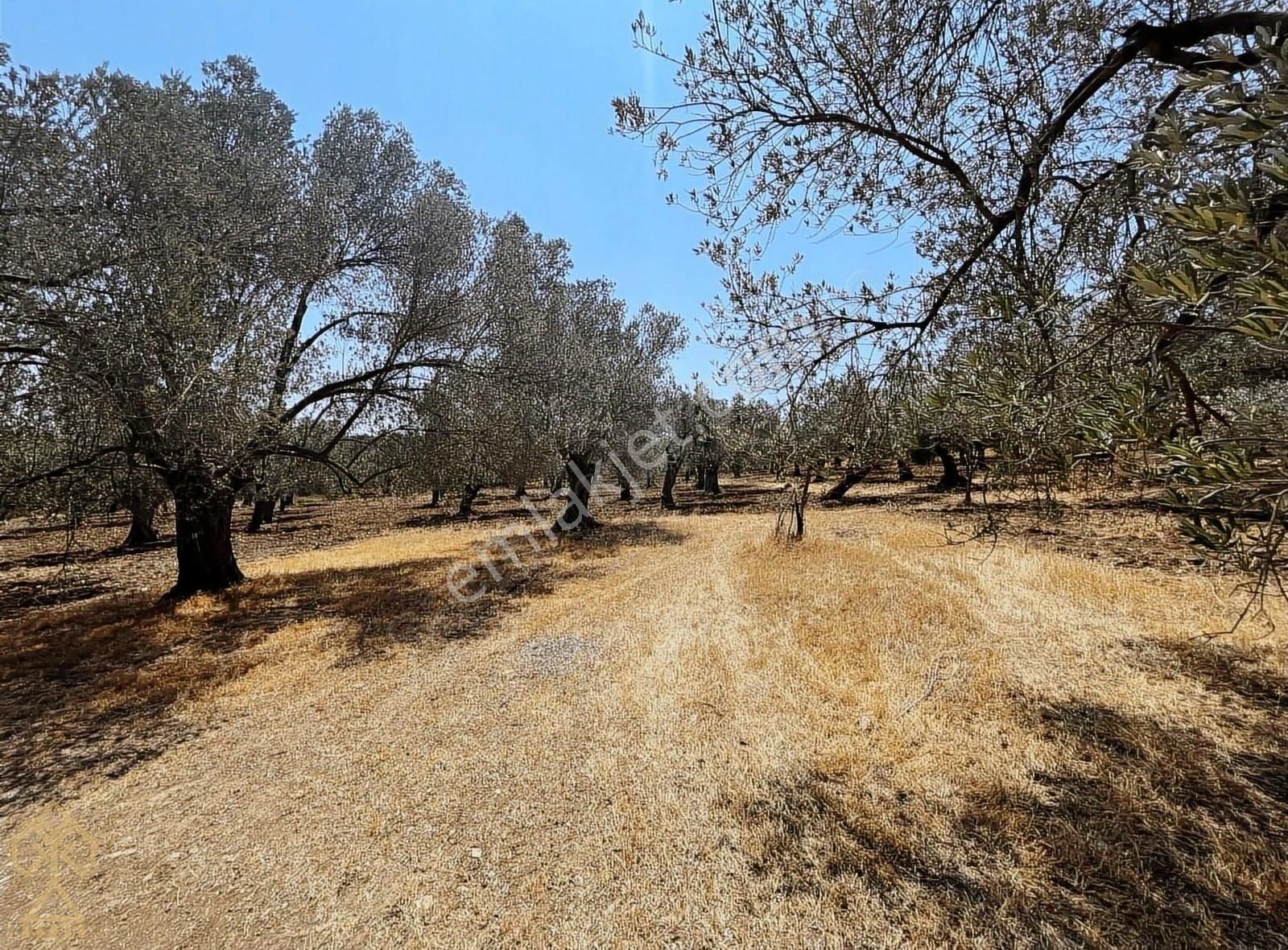 Tepeoba'da Uygun Fiyatlı Yatırımlık Zeytinlik - Görsel 32
