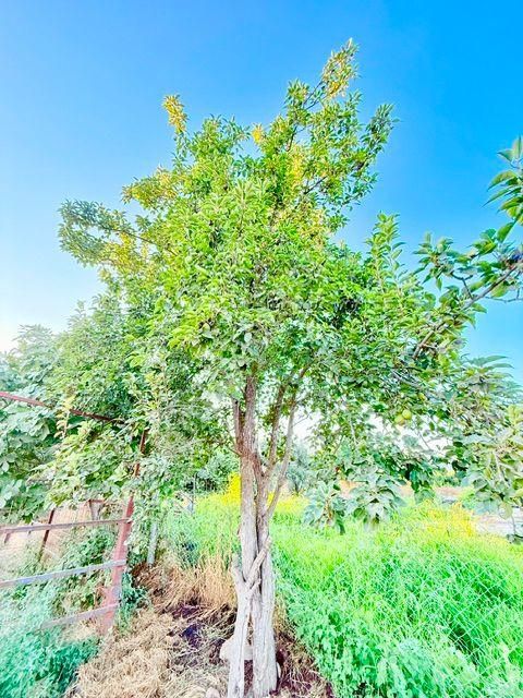 İzmir Bayındır A 3 Km Mesafede Satılık Süper Bir Yer - Görsel 23