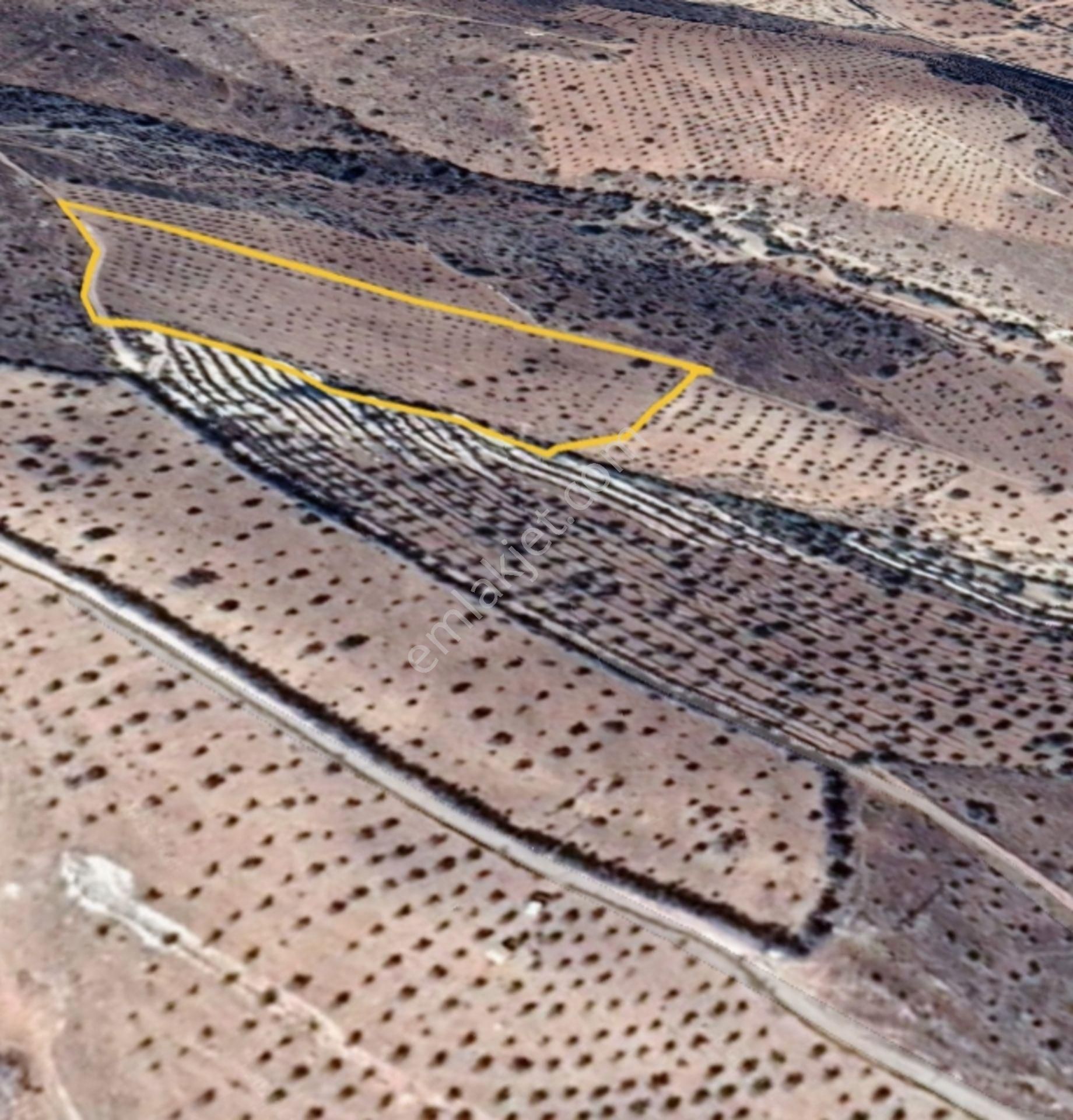 Nizip Salkım Da 11,750 M² Tek Tapu Çok Uygun Fıstıklık - Görsel 14