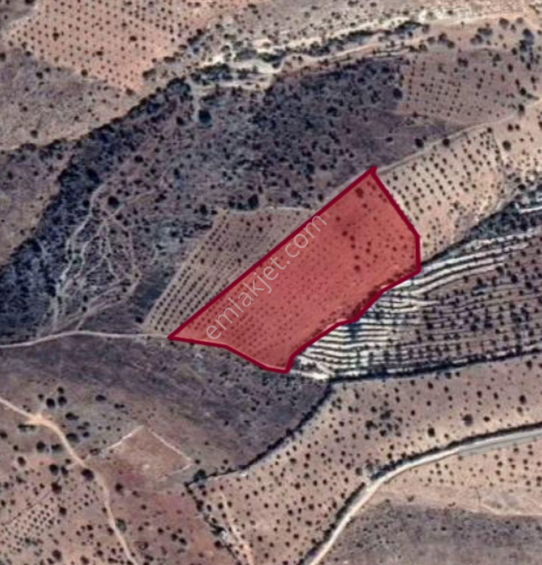 Nizip Salkım Da 11,750 M² Çok Uygun Fıstıklık