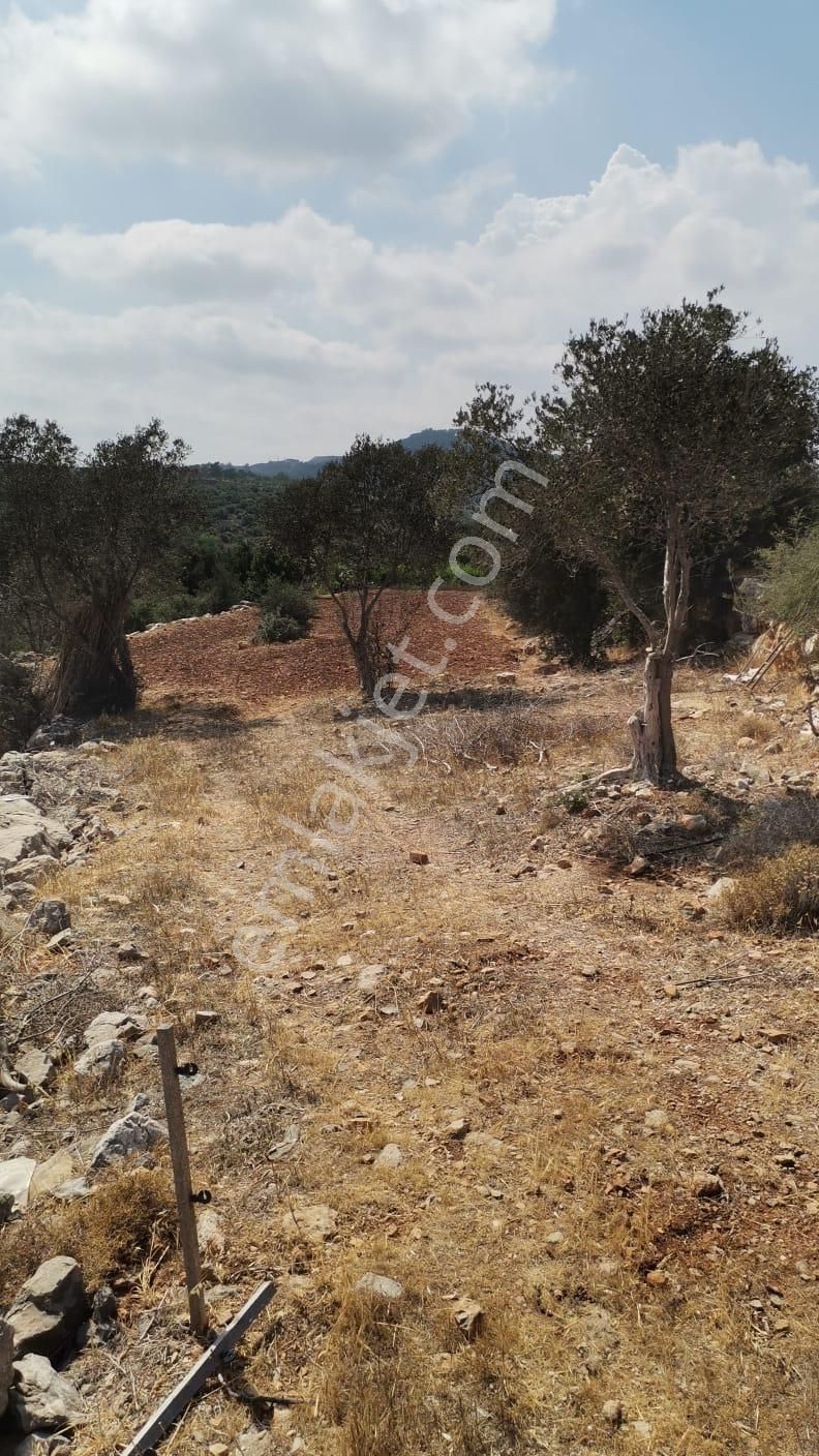 Batısandalda Hafriyatı Yapılmış Yol Cepheli Satılık Tarla - Görsel 4