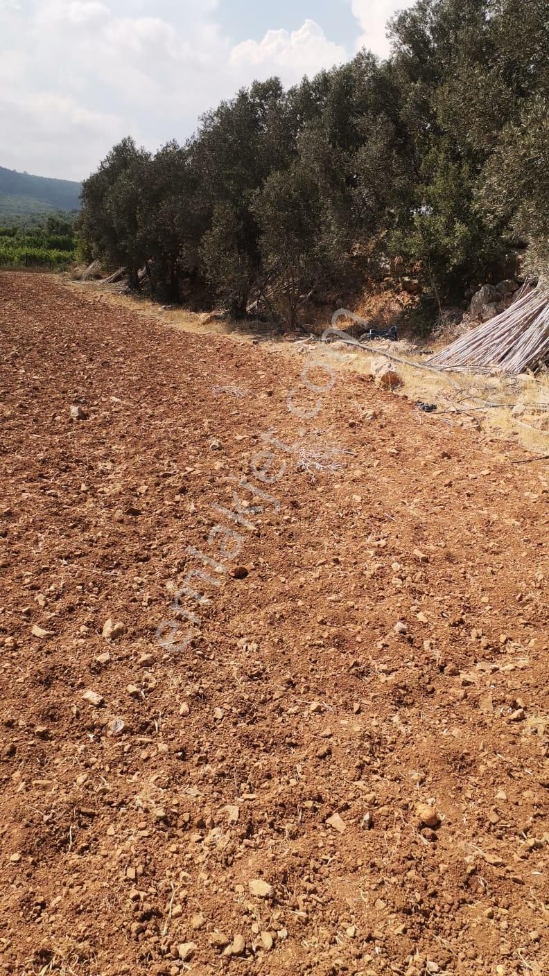 Batısandalda Hafriyatı Yapılmış Yol Cepheli Satılık Tarla - Görsel 2