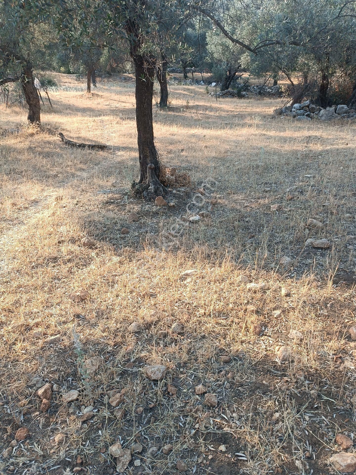 Seydikemer Gölbent'te Satılık Arazi - Görsel 4