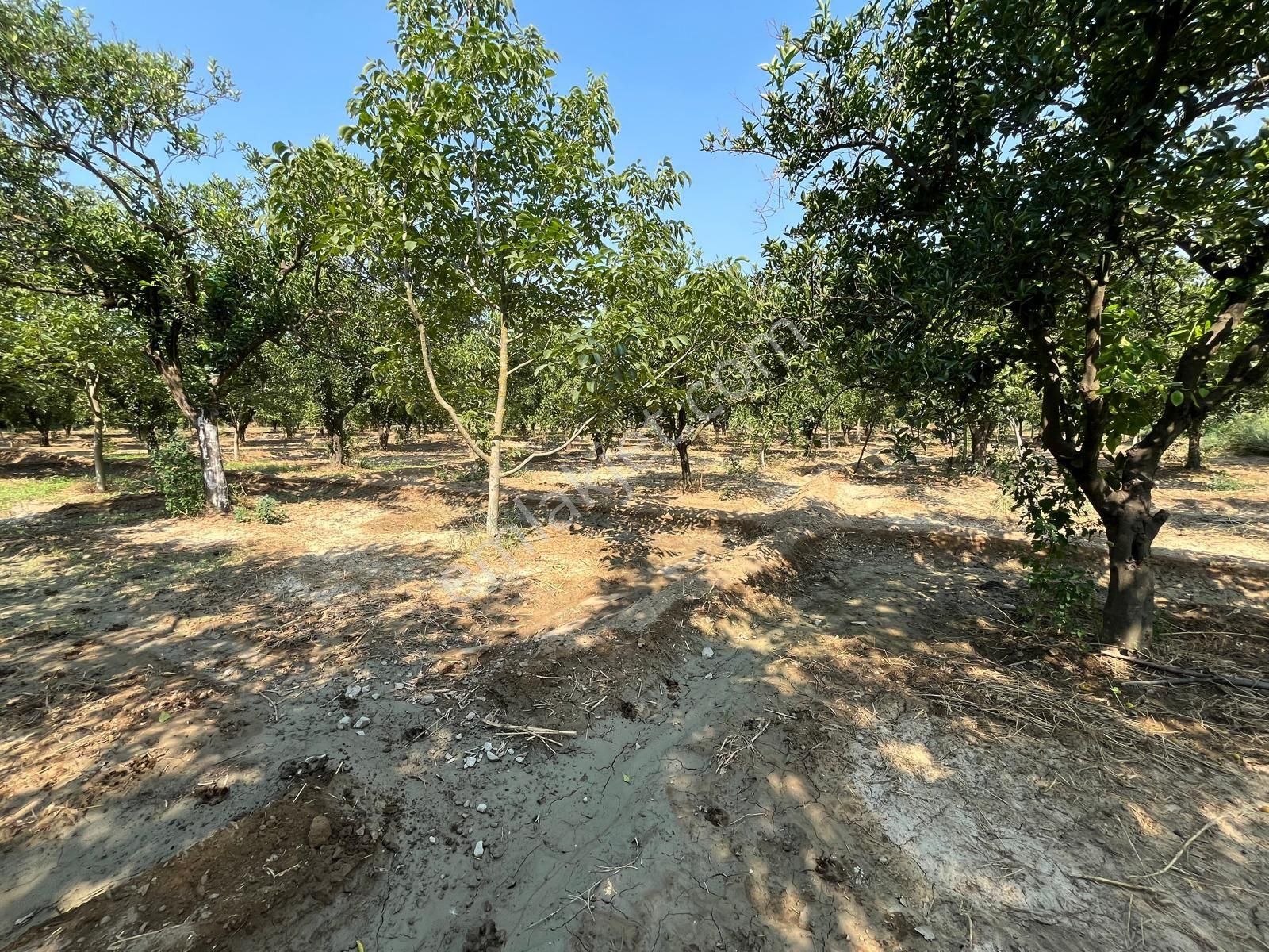 Yalınkuyuda 6400 Metre Yolu Ve Suyu Olan Bahçe - Görsel 7
