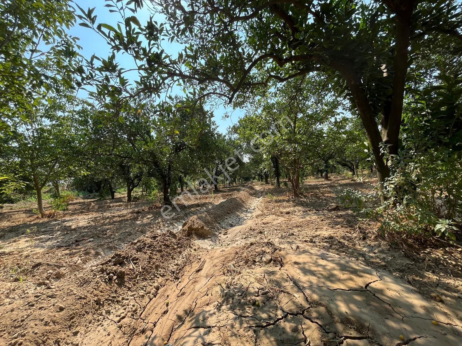 Yalınkuyuda 6400 Metre Yolu Ve Suyu Olan Bahçe - Görsel 8
