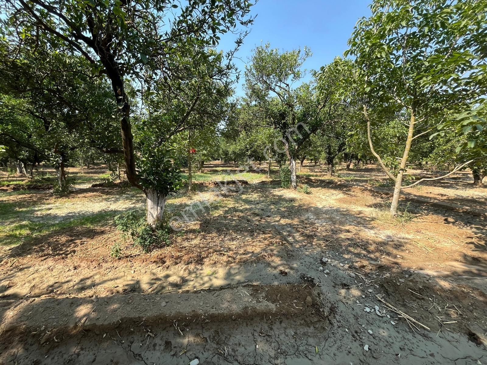 Yalınkuyuda 6400 Metre Yolu Ve Suyu Olan Bahçe - Görsel 5