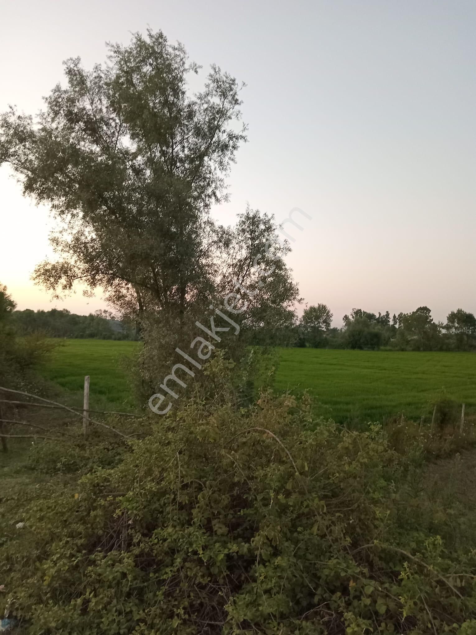 Samsun Çarşamba Epçeli 67 Mt Yol Cepheli 7.910 M2 Tarla Otobana 2.500 Metre - Görsel 8